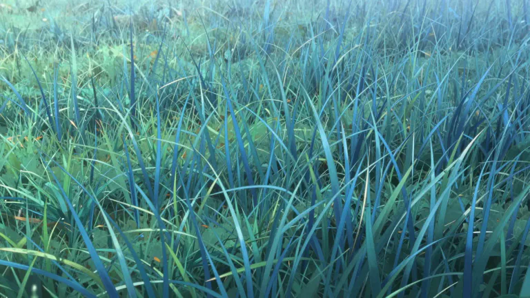 Visual representation of "bluegrass" - A type of grass with blue-green stems, often used for lawns and pastures.