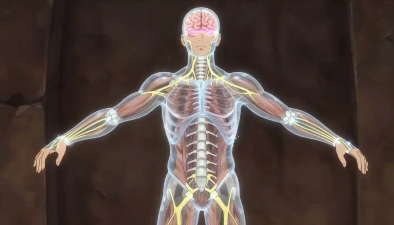 Visual representation of "somatic" - Concerning the operations or functions of the body.