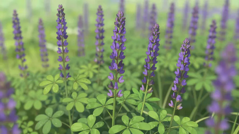 Visual representation of "lucerne" - Lucerne is a perennial flowering plant of the legume family, often grown as a fodder crop.