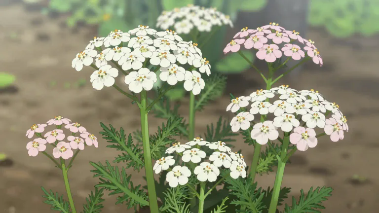 Visual representation of "yarrow" - Yarrow is a type of plant with white or pink flowers that are produced in clusters.