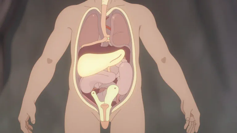 Visual representation of "soma" - The soma is the main part of an organism's body, excluding the reproductive organs or any appendages.