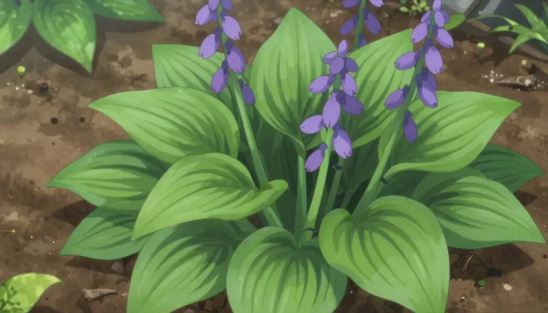Visual representation of "hosta" - A type of perennial plant characterized by large leaves and purple flowers, commonly grown in gardens for decoration.