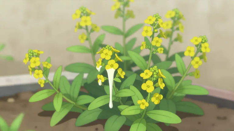 Visual representation of "spurge" - A group of plants in the family Euphorbiaceae, often characterized by their milky sap.