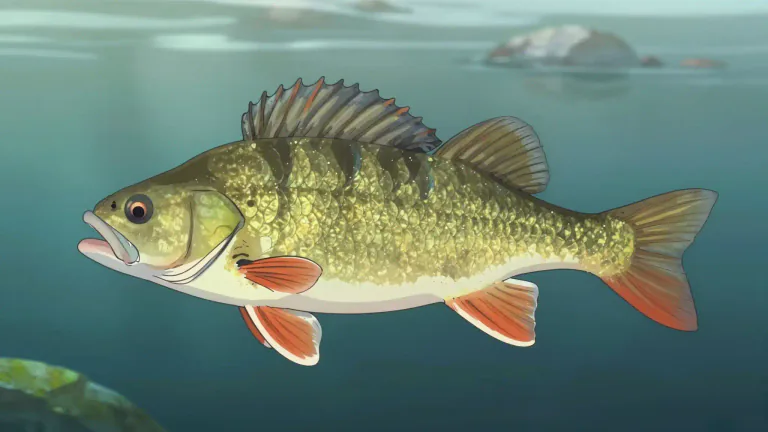 Visual representation of "lapp" - A type of freshwater fish related to the perch family, prevalent in northern regions.