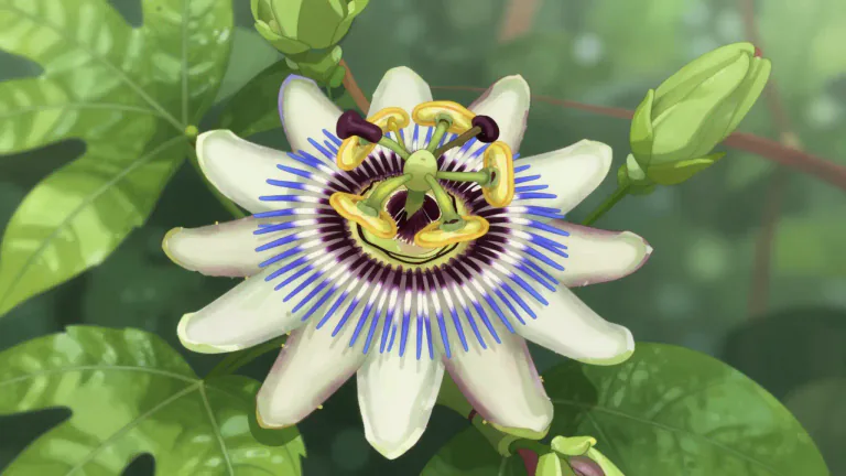 Visual representation of "passionflower" - A flowering plant known for its intricate and vibrant flowers, primarily found in tropical regions.
