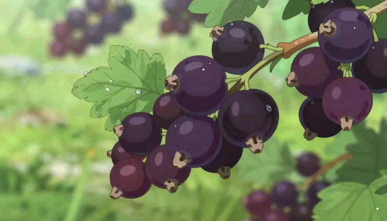 Visual representation of "blackcurrant" - A small, dark purple fruit from the blackcurrant bush, often used in jams and juices.