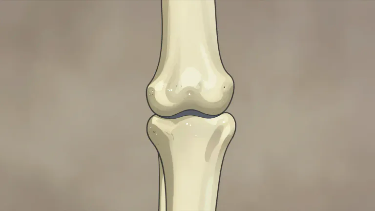 Visual representation of "condyle" - A rounded projection on a bone that is involved in forming a joint.