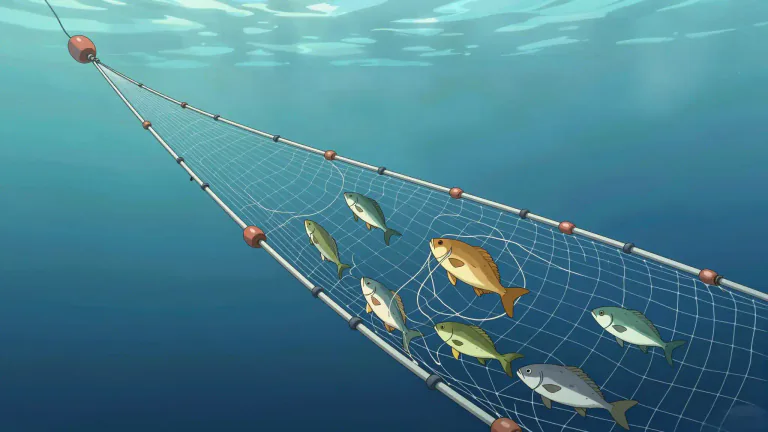 Visual representation of "gillnet" - A type of fishing net that catches fish by entangling them in the mesh, typically used to catch various species of fish.