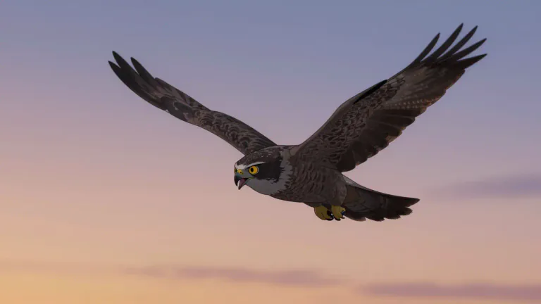 Visual representation of "nighthawk" - A type of bird in the nightjar family, known for its silent flight and calls during twilight hours.