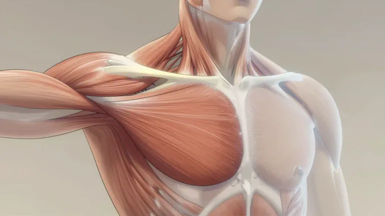 Visual representation of "supraspinatus" - The supraspinatus is a muscle in the shoulder that helps lift the arm and stabilize the shoulder joint.