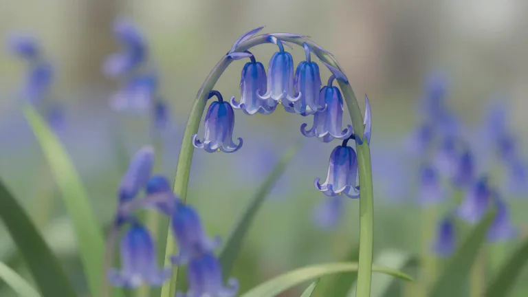 Visual representation of "bluebell" - A type of flowering plant with bell shaped flowers, usually bright blue in color.