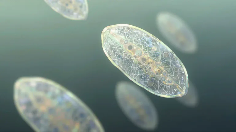 Visual representation of "diatom" - A microscopic, single-celled organism that has a unique silica shell, common in both freshwater and marine environments.