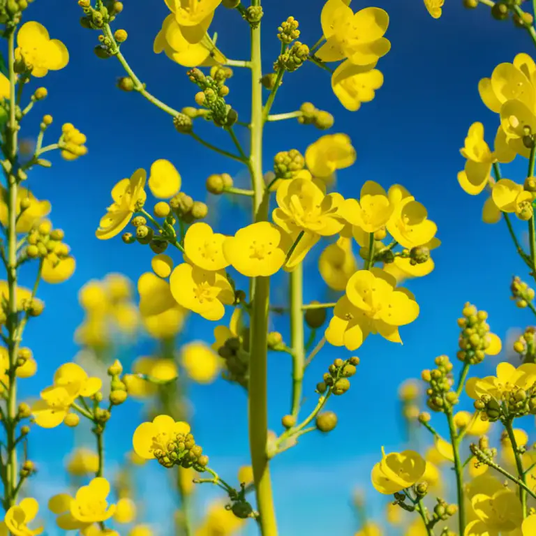 Visual representation of "rape" - A type of plant, also known as canola, which is used for its oil and as a food for livestock
