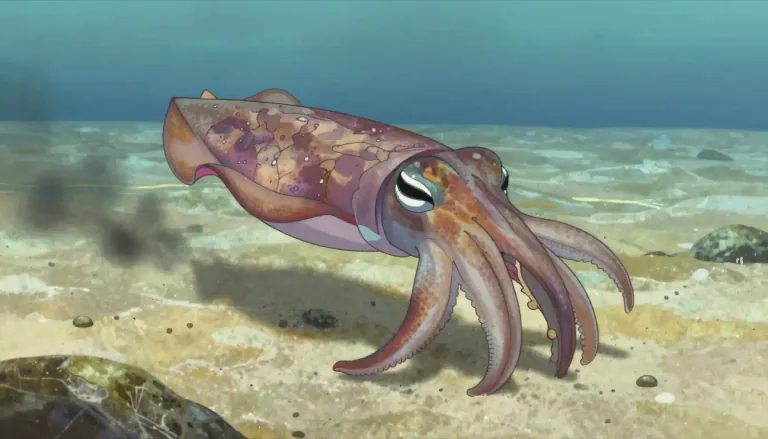 Visual representation of "cuttlefish" - A sea creature related to squids and octopuses having a soft body, ten arms, and a hard internal shell.