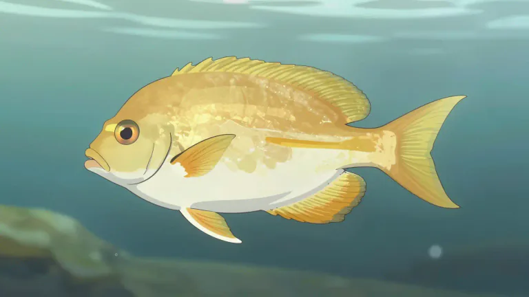 Visual representation of "pompano" - A type of fish that belongs to the family Carangidae, known for its smooth, flat body and tasty flesh.