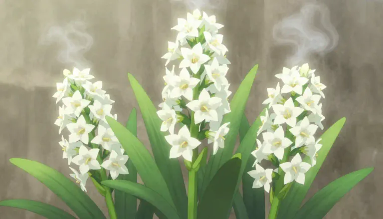 Visual representation of "tuberose" - A plant native to Mexico, which features clusters of fragrant white blossoms and is often used in perfumes.