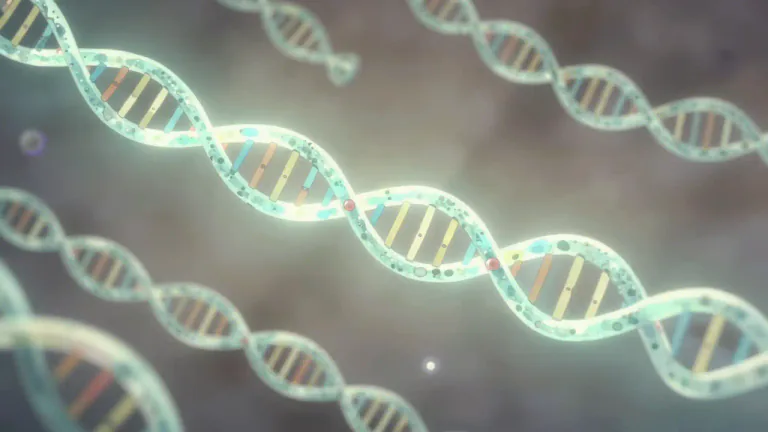 Visual representation of "noncoding" - Referring to regions of DNA or RNA that do not code for protein sequences but may have regulatory or other biological functions.