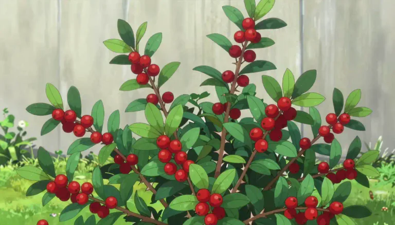 Visual representation of "barberry" - A shrub of the genus Berberis, often with sharp thorns and small, tart red berries.