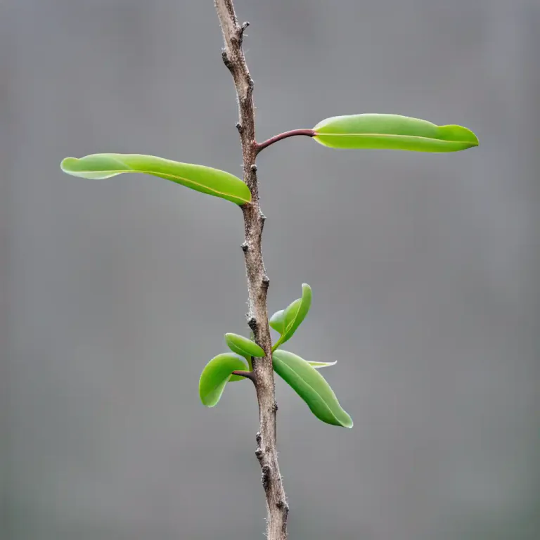 Visual representation of "dichotomy" - In botany, a mode of branching by constant forking, as in some stems