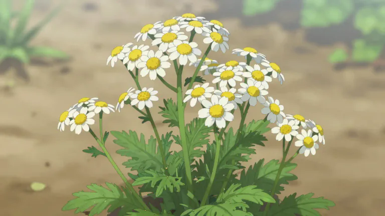 Visual representation of "feverfew" - A type of plant with yellow and white flowers. It's often used in herbal medicine