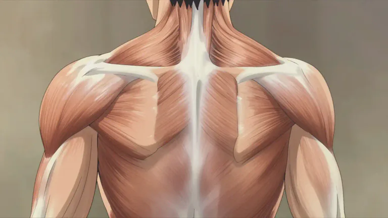 Visual representation of "infraspinatus" - A muscle located on the back of the shoulder, responsible for externally rotating the arm.