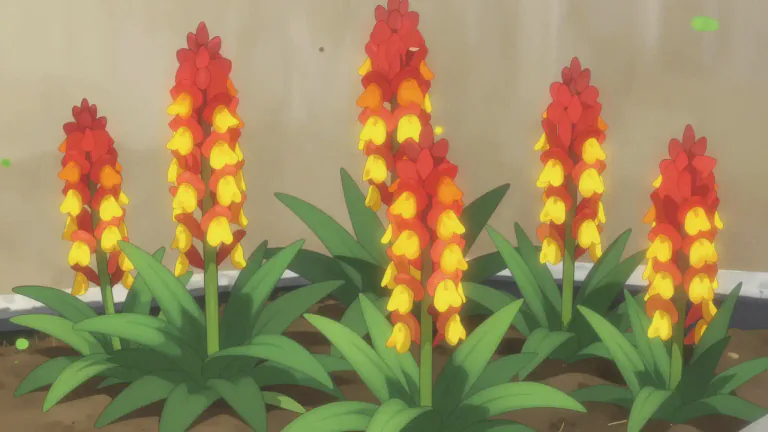 Visual representation of "poker" - A hardy plant with red or yellow flowers
