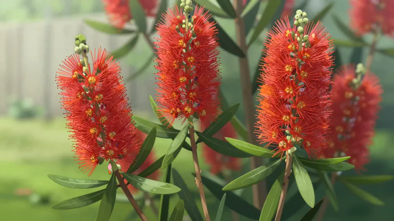 Visual representation of "bottlebrush" - A plant known for its fluffy, cylindrical clusters of flowers, often found in Australia.