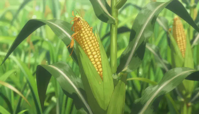 Visual representation of "cornstalk" - The stem of a corn plant, from which the ears of corn and leaves grow.
