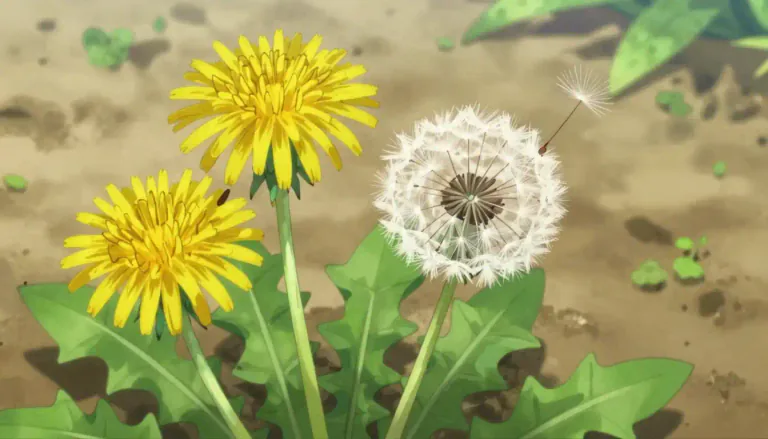 Visual representation of "dandelion" - A common flowering plant that has bright yellow flowers and a fluffy white head of seeds when it is old.