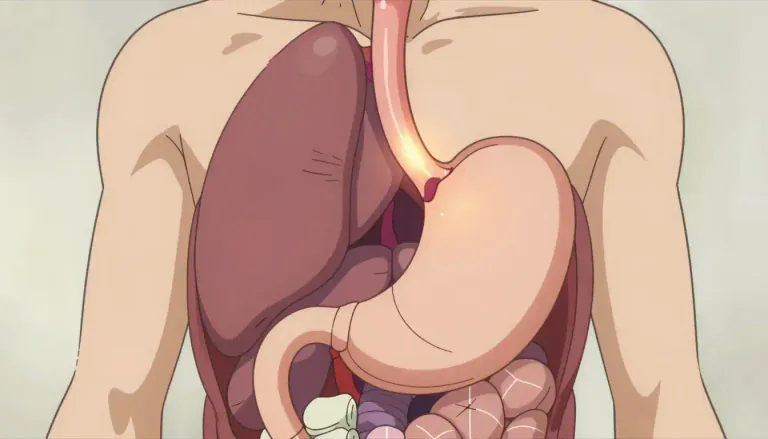 Visual representation of "cardia" - The region of the stomach adjacent to the esophagus, where it enters the stomach.