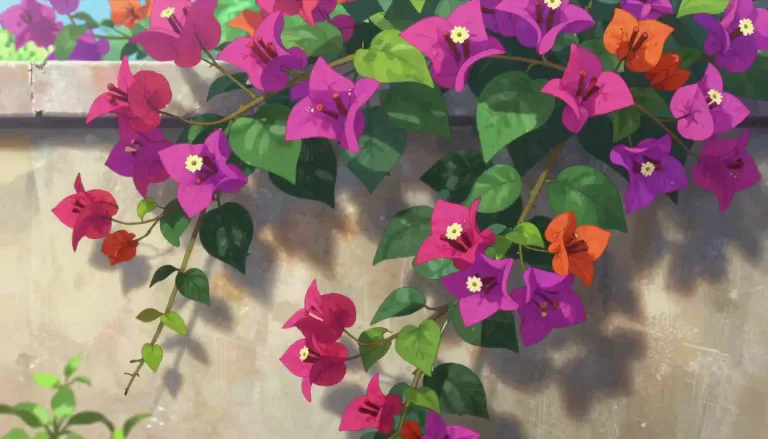 Visual representation of "bougainvillea" - A genus of thorny ornamental vines, bushes, and trees found in tropical and subtropical regions, characterized by bright, papery bracts that resemble flowers.