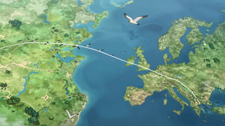 Visual representation of "flyway" - A flyway is a route along which birds migrate, often used to connect different habitats.