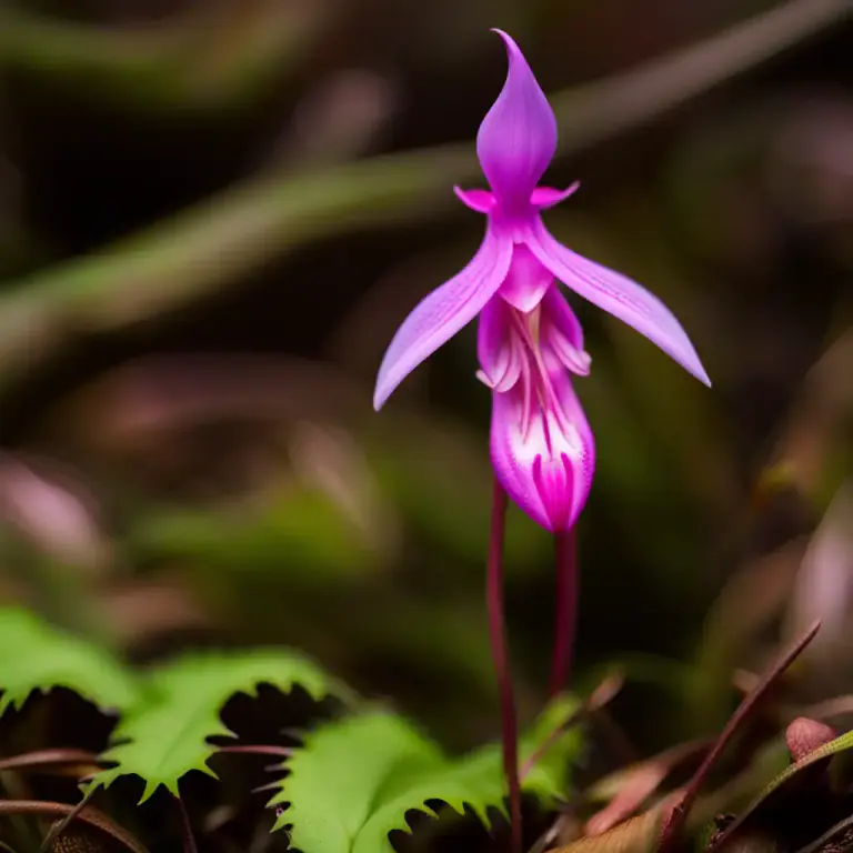 Visual representation of "calypso" - A type of orchid found in Northern climates, also known as Fairy slipper or Venus's slipper.