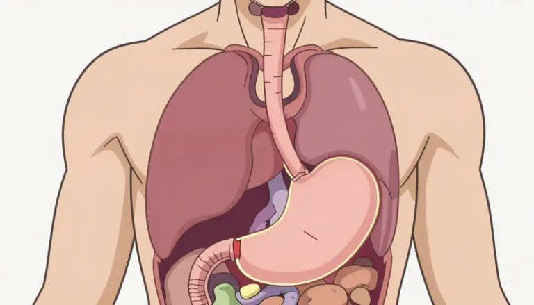 Visual representation of "gastroesophageal" - Relating to the stomach and the esophagus.