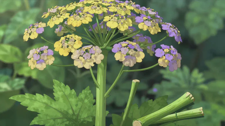 Visual representation of "angelica" - A plant with tall, hollow stems and yellowish or purplish flowers, used in medicine or cooking.