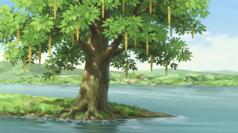 Visual representation of "alder" - A type of tree or shrub that typically grows near water. It has catkin-like flowers and its bark is often used for dying and tanning.