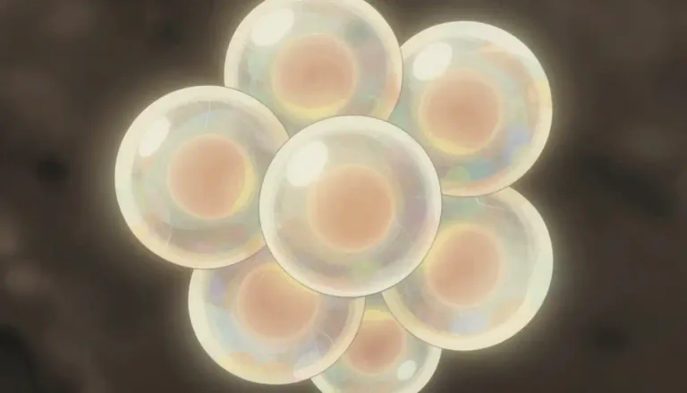 Visual representation of "blastomere" - A blastomere is one of the cells produced by the division of a fertilized egg.