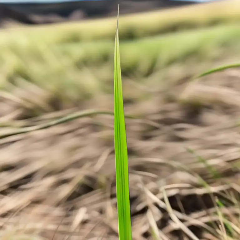 Visual representation of "blade" - A grass leaf