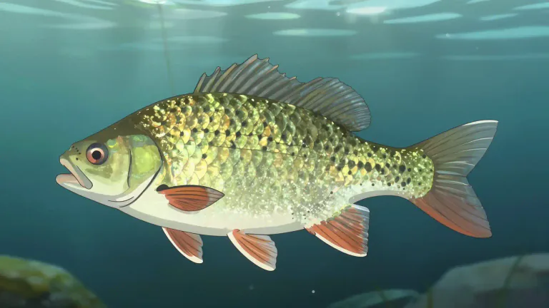 Visual representation of "crappie" - A type of freshwater fish that is popular among anglers, particularly in North America.