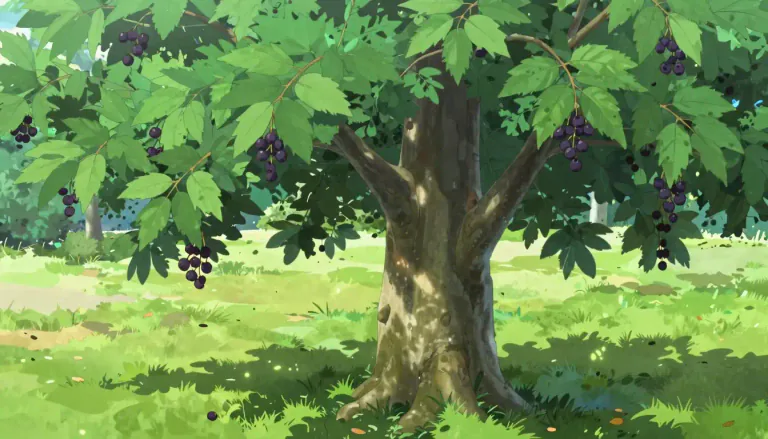 Visual representation of "hackberry" - Hackberry is a type of tree that produces small, edible berries and is commonly found in North America.