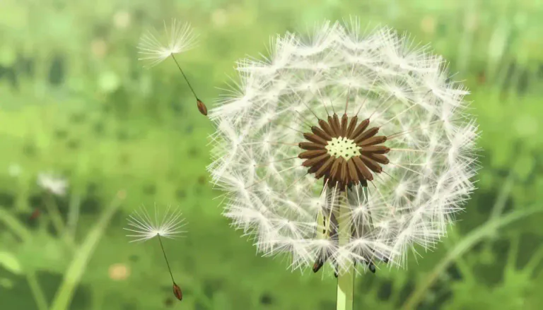 Visual representation of "seedhead" - The part of a plant, especially a grass or flower, that contains seeds.