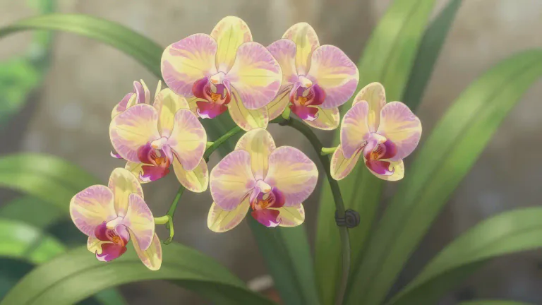 Visual representation of "cymbidium" - A type of orchid known for its large, colorful flowers and versatility in cultivation.