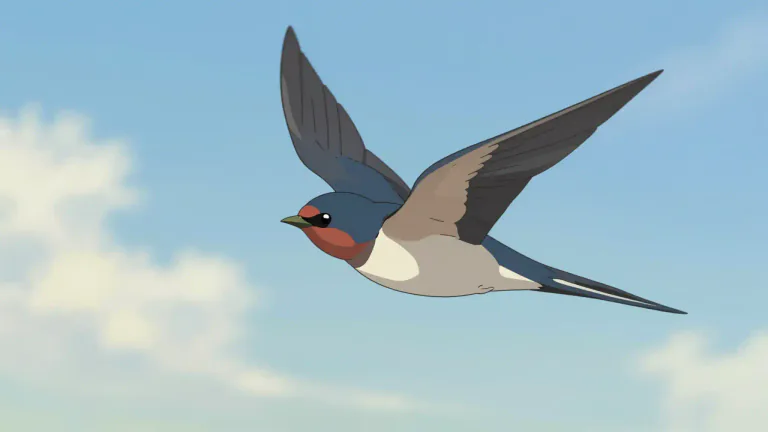 Visual representation of "swallow" - A type of bird that is usually seen in summer and flies very fast