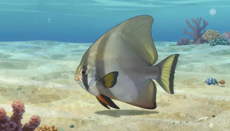 Visual representation of "batfish" - A type of fish belonging to the family Ogcocephalidae, known for its flat body and pectoral fins, often found in shallow waters.
