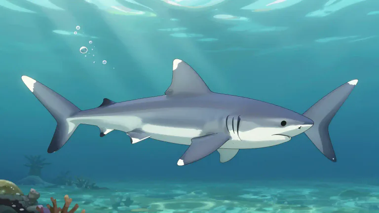 Visual representation of "whitetip" - A type of shark known for its characteristic white tips on its fins, commonly found in tropical oceans.