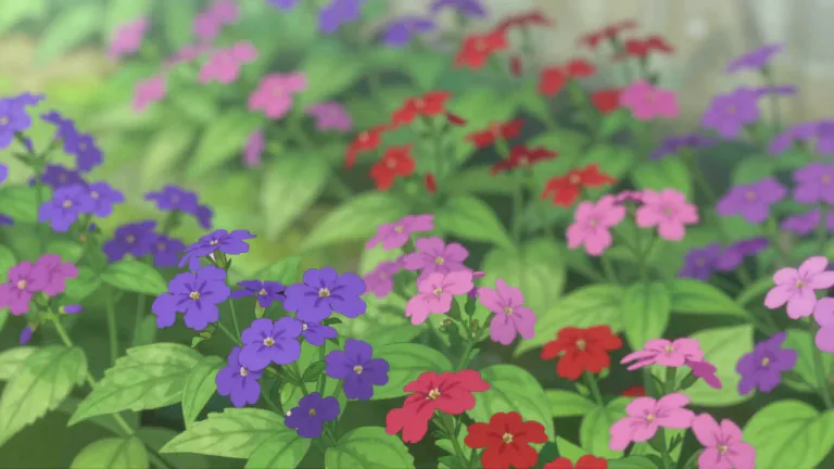 Visual representation of "verbena" - A plant with bright colourful flowers, often used in gardens