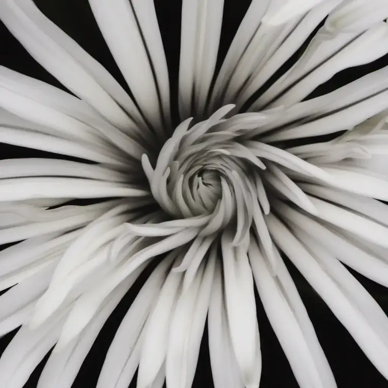 Visual representation of "cirrus" - A spirally arranged, elongated appendage found in some flowers, specifically plants of the Lily family.