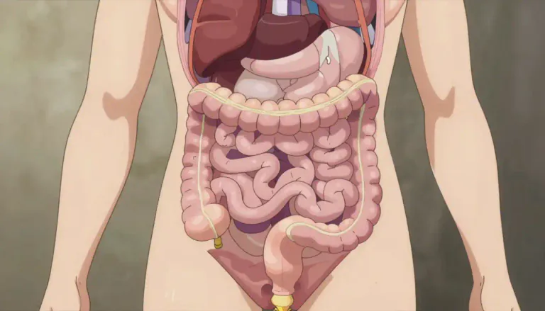 Visual representation of "bowel" - The long tube that carries solid waste from the stomach out of the body.