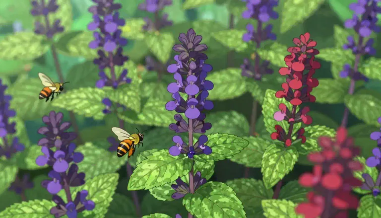 Visual representation of "salvia" - A genus of plants within the mint family, known for its aromatic leaves and various species used in cooking, herbal medicine, and traditional practices.