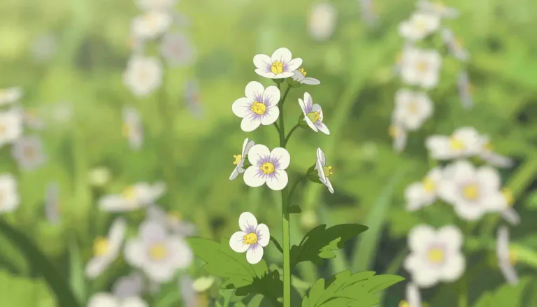 Visual representation of "eyebright" - Eyebright is a small flowering plant in the genus Euphrasia, traditionally used in herbal medicine to treat eye ailments.